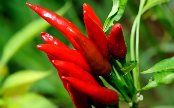 湖南市场研究、湖南市场调研、湖南市场调查 湖南市场研究、湖南市场调研、湖南市场调查